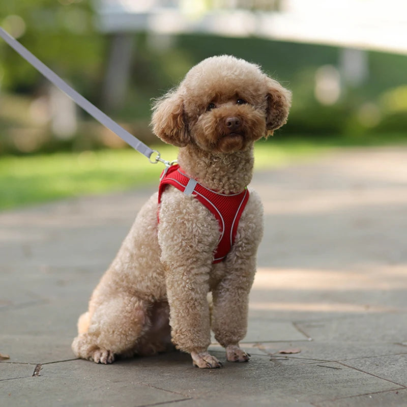 Conjunto de coleira e arnês para cães pequenos