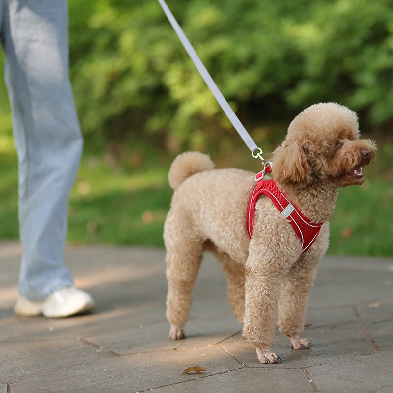 Conjunto de coleira e arnês para cães pequenos
