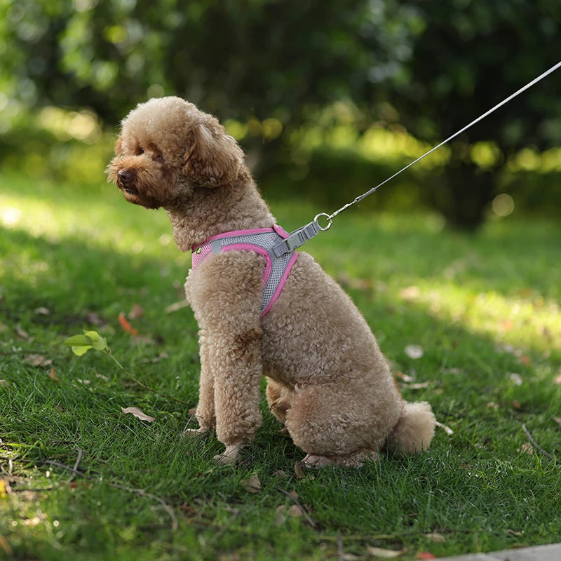 Conjunto de coleira e arnês para cães pequenos