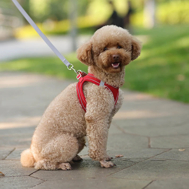 Conjunto de coleira e arnês para cães pequenos