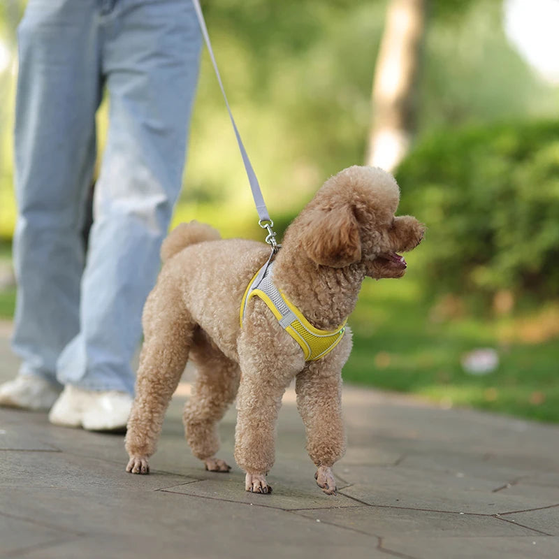 Conjunto de coleira e arnês para cães pequenos