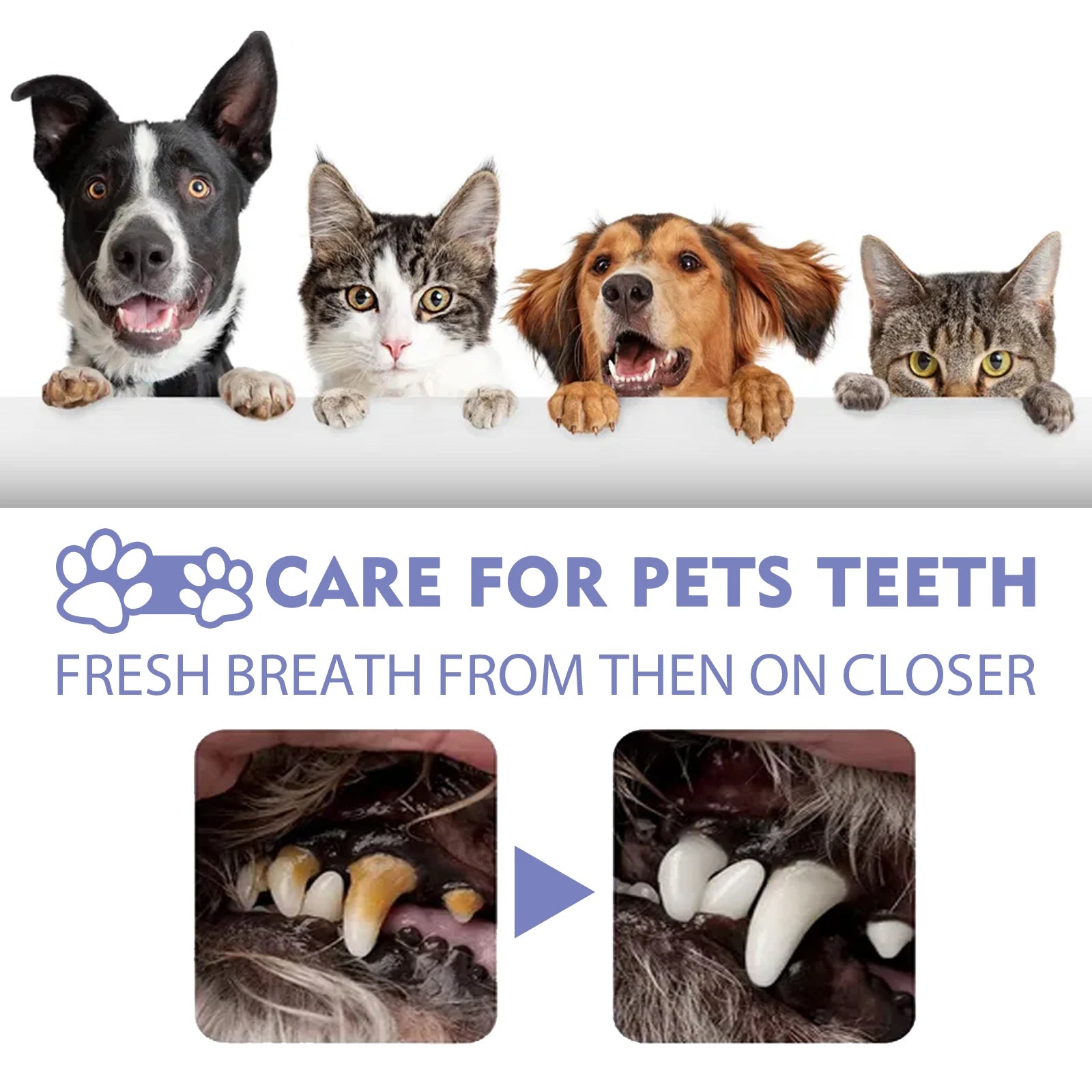 Spray dental para animais de estimação para cães e gatos