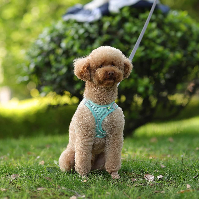 Conjunto de coleira e arnês para cães pequenos