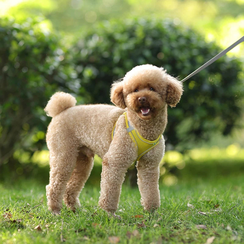 Conjunto de coleira e arnês para cães pequenos