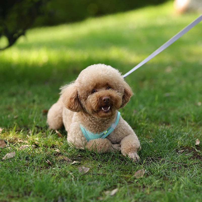 Conjunto de coleira e arnês para cães pequenos