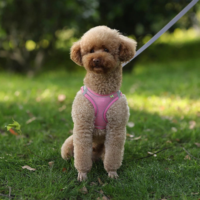 Conjunto de coleira e arnês para cães pequenos